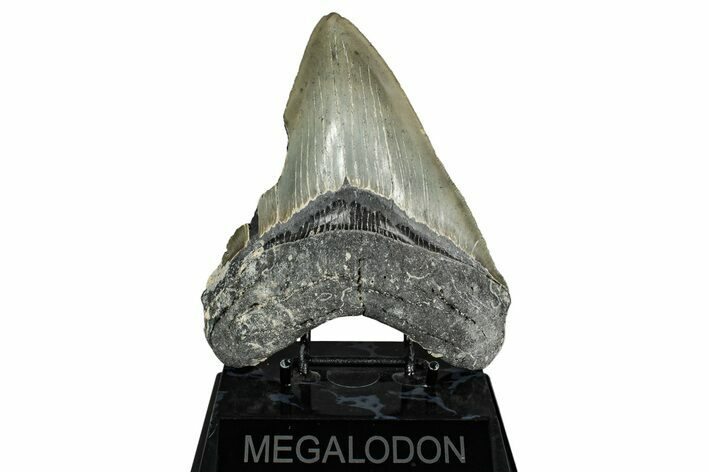 Serrated, Fossil Megalodon Tooth - North Carolina #336967